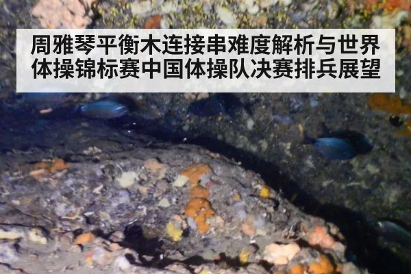 周雅琴平衡木连接串难度解析与世界体操锦标赛中国体操队决赛排兵展望 - j9 game